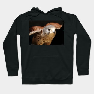 Kestrel Hoodie